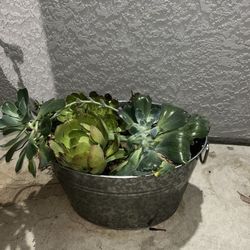 Succulents Plant