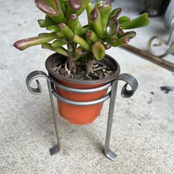 Plant And Holder Set 5 Dlrs