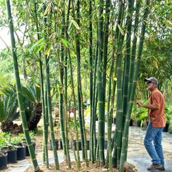 Giant Clumping Timber Bamboo ~ Bambusa oldhamii