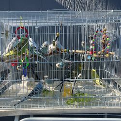 Bird Cage.