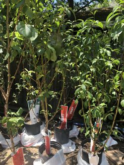 Fruit trees