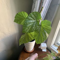 Begonia Plant 