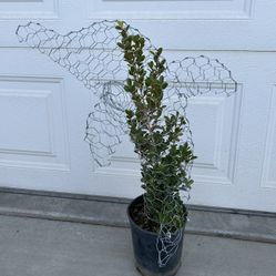 Wire And Plant Yard Designs, Plant Grows Out To Be The Figure Of A Dolphin