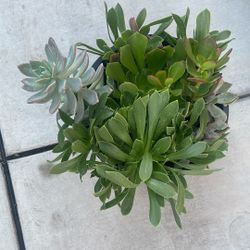 Plant Pot