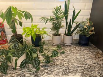 Set of plants