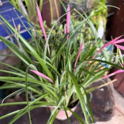 Flowering Queens Tears Bromeliad