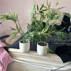 Fake Plants 