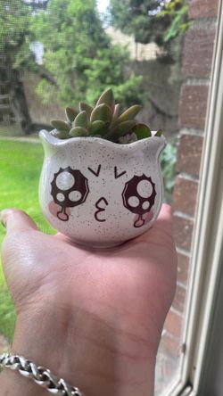 Mini Live Succulents
