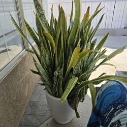 Snake Plant Clippings