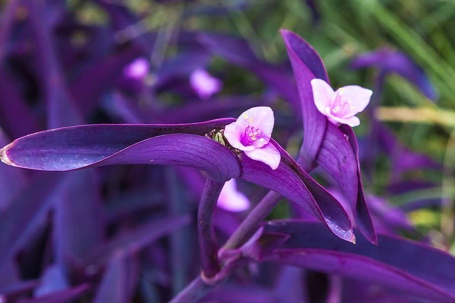 Purple Heart Succulent Plants 💜🌿