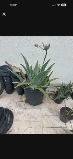 Aloe Vera Plant
