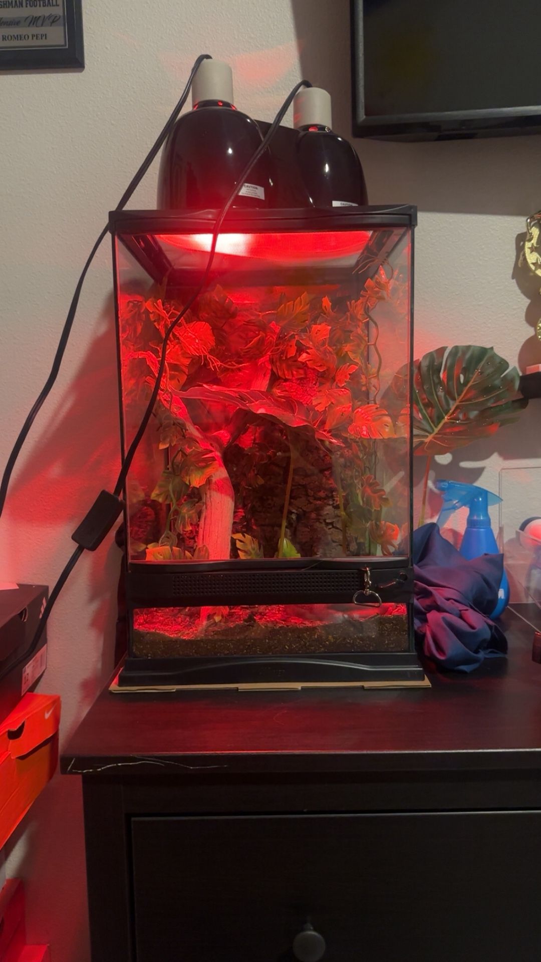 Crested Gecko enclosure 