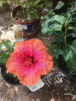 Hibiscus 🌺