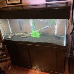 75 Gal Fish Tank
