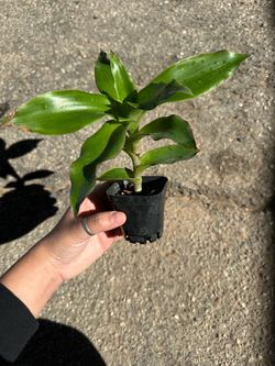 Plant