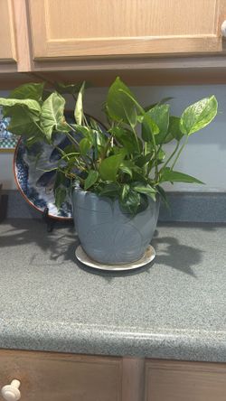 Real Devil Ivy Plant