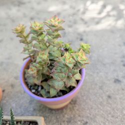 Cute Succulents