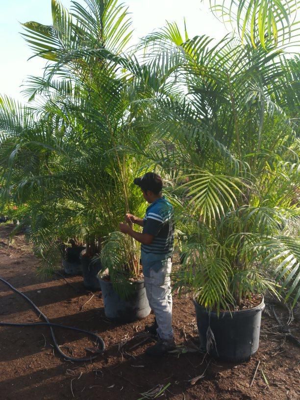 Palm privacy plant