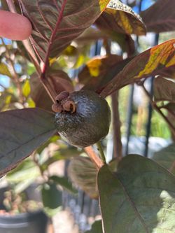PURPLE GUAVA TREE W/FRUIT
