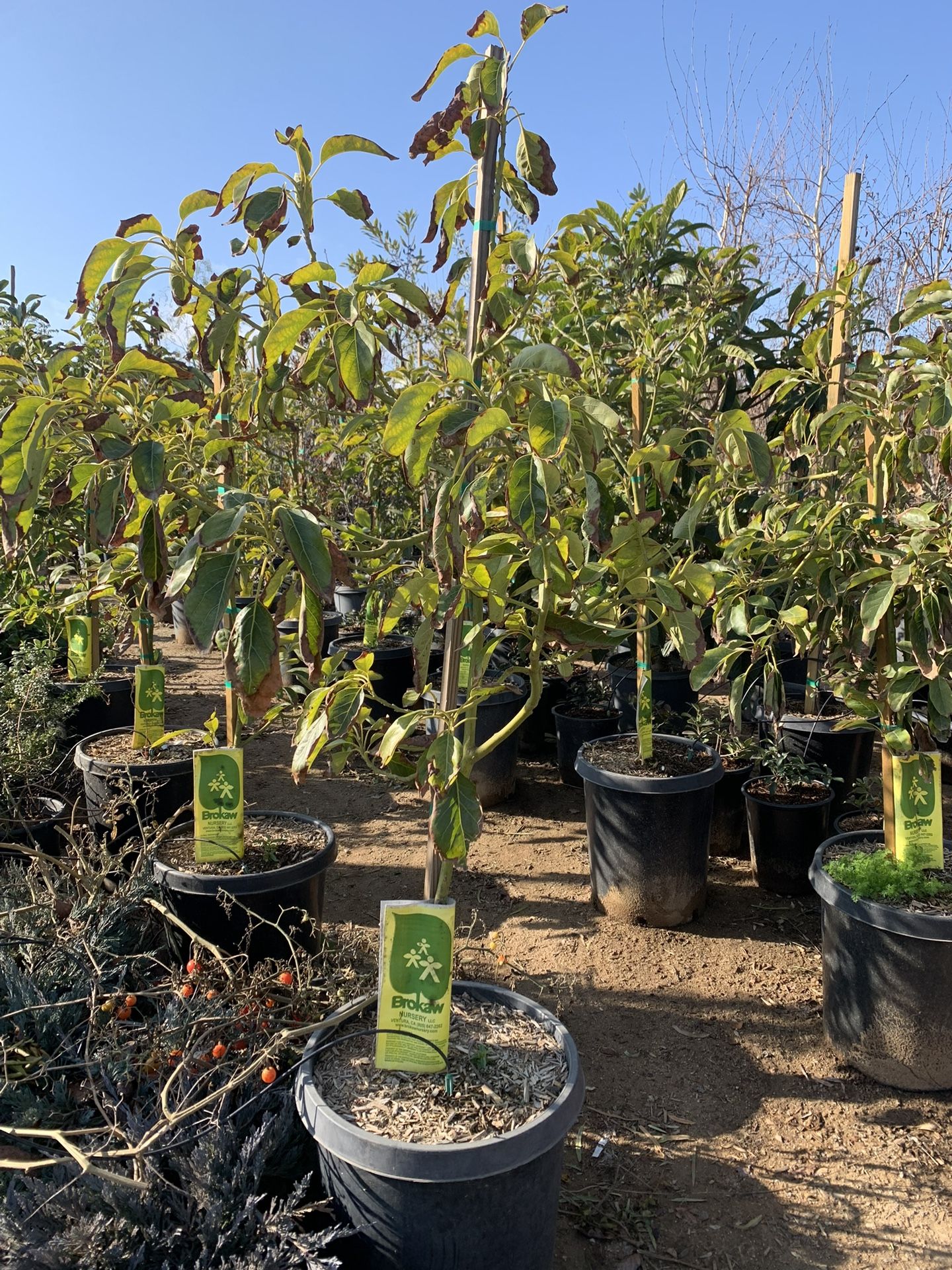Hass Avocado Tree With Dusa Root Stock Commercial Tree 