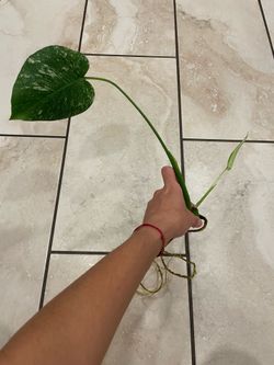 Monstera mint white monster cutting