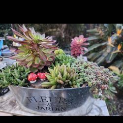PLANT AND SUCCULENT SALE THIS SUNDAY IN SAN LORENZO