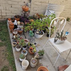 All The Plants And Pots!