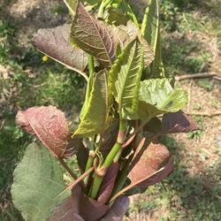 Bundle Of Japanese KnotWeed Herbal Greens