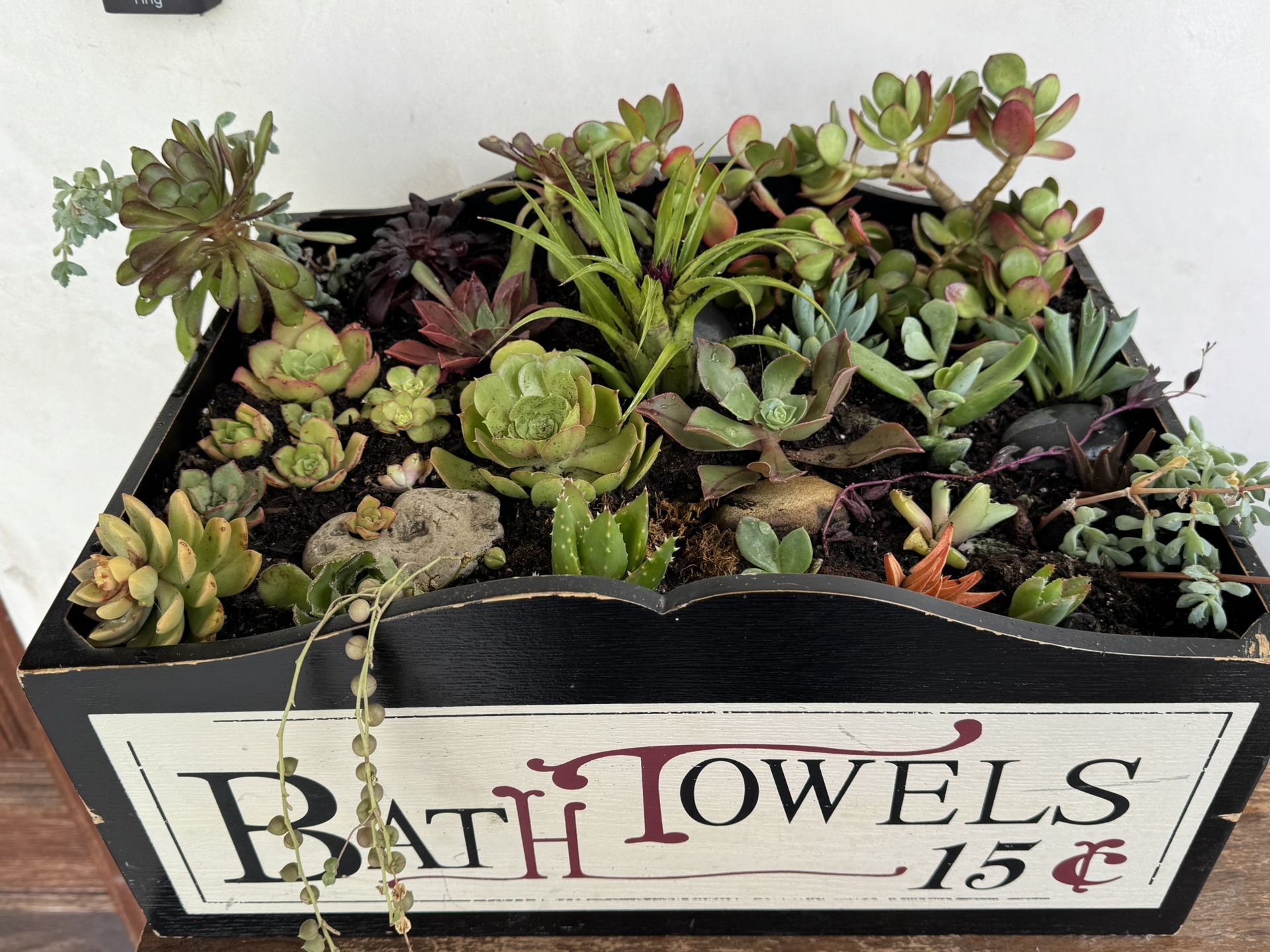 Large Succulent Collective In Decorative Box