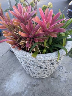 Big Planter pot plants pot