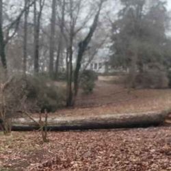 FREE FIRE WOOD.  Beautiful Seasoned White Oak Wood Log. MUST CUT UP TREE LOG YOURSELF!  