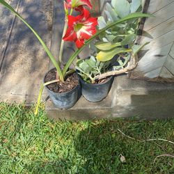 Plantas Gran Variedad