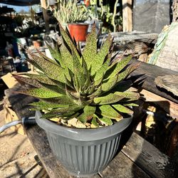 Aristaloe Aristata