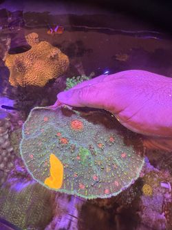 Fake mummy eye chalice coral aquarium decoration