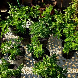 Citronela Mosquito Plants