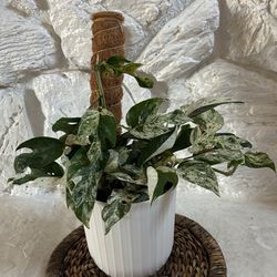 RARE! Epipremnum Pinnatum ‘Marble Flame’ 