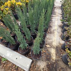 Pine Italiano Cypress 3gallons 