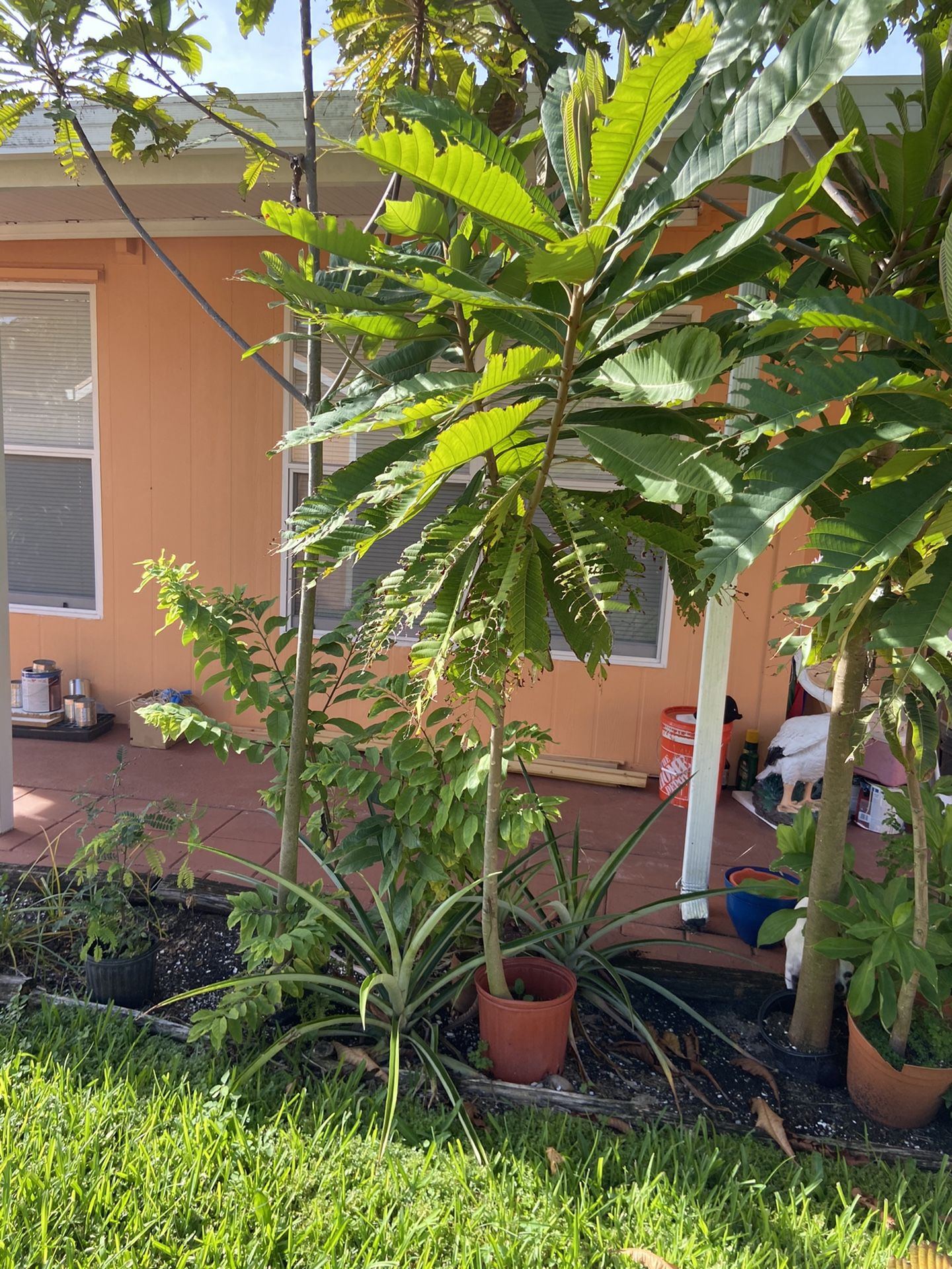 Mamey Tree