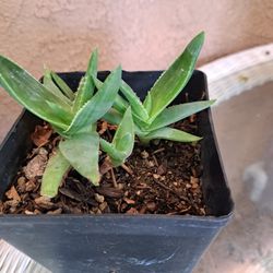 Outdoor Succulents 