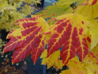 ‘Giant Moon’ Japanese maple trees