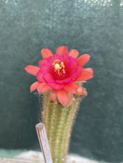 Hilderwintera Amatys Cactus Blooming Plant, In 1 Gallón Pot Pick Up Only