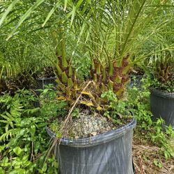 robollinis robelines single double triple