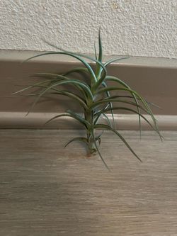 Air Plant (tillandsia)