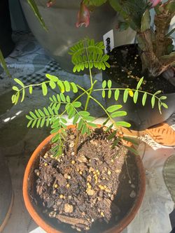 Silk Tree Bonsai Sapling