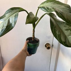 Agloanema Silver Bay With Terracotta Pot 