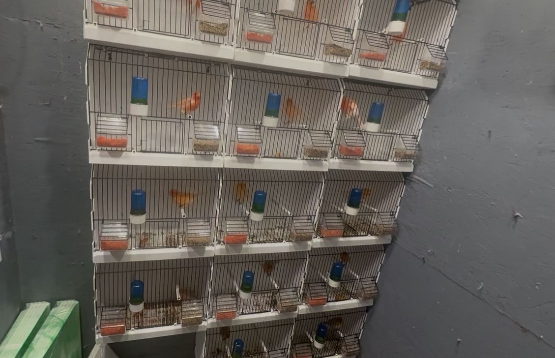 Bird Cage