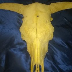 Lrg  bull skull