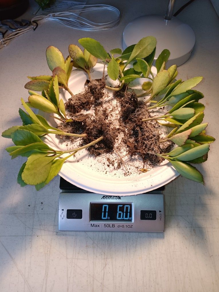 6 Oz Miracle Leaf Of Life Plants $6 -Ship $4 - Cathedral Bells 