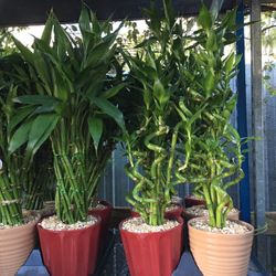 Lucky Bamboo In Ceramic Pot. SPECIAL PRICE !🤩