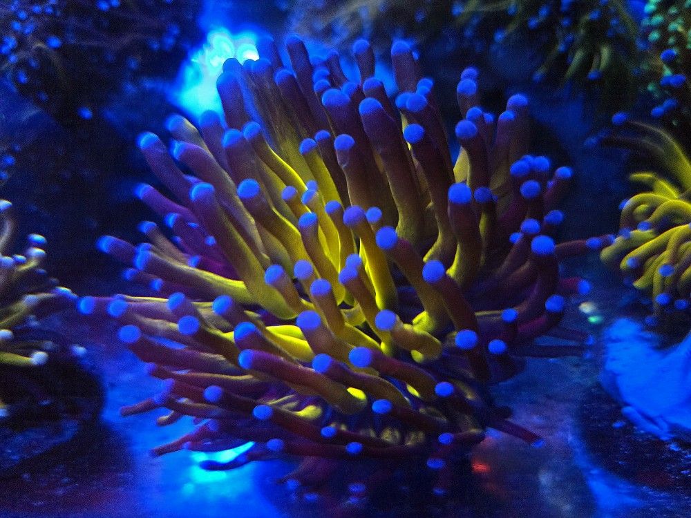 🔥CORALS DECORATIONS FOR MARINE TANK OVER 500 CORALS IN STOCK PICK-UP - DELIVERY - SHIP